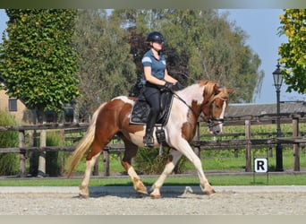 Meer koudbloeden, Ruin, 4 Jaar, 152 cm, Gevlekt-paard