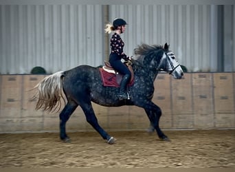 Meer koudbloeden, Ruin, 4 Jaar, 155 cm, Blauwschimmel