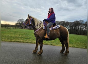 Meer koudbloeden, Ruin, 4 Jaar, 156 cm, Donkere-vos
