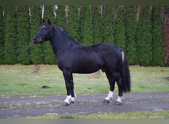 Meer koudbloeden Mix, Ruin, 4 Jaar, 157 cm, Zwart