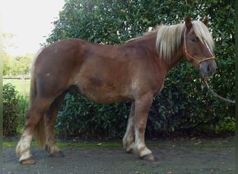 Meer koudbloeden, Ruin, 4 Jaar, 158 cm, Vos