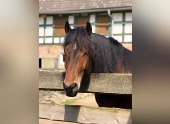 Meer koudbloeden Mix, Ruin, 4 Jaar, 160 cm, Bruin