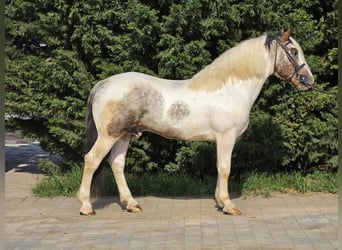 Meer koudbloeden, Ruin, 4 Jaar, 160 cm, Gevlekt-paard
