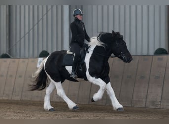 Meer koudbloeden Mix, Ruin, 4 Jaar, 160 cm, Gevlekt-paard