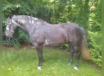 Meer koudbloeden, Ruin, 4 Jaar, 162 cm, Zwartschimmel