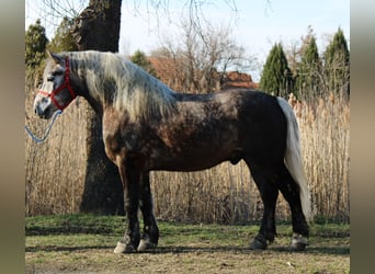 Meer koudbloeden, Ruin, 5 Jaar, 153 cm, Appelschimmel