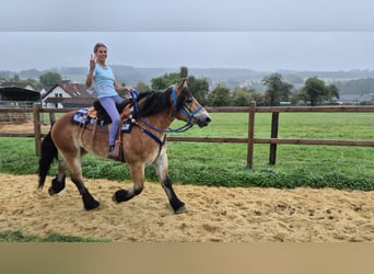 Meer koudbloeden, Ruin, 5 Jaar, 153 cm, Bruin