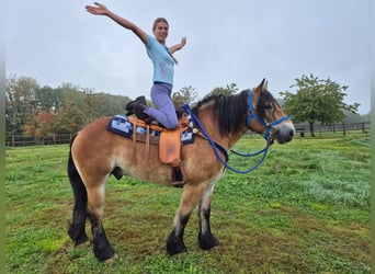 Meer koudbloeden, Ruin, 5 Jaar, 153 cm, Bruin