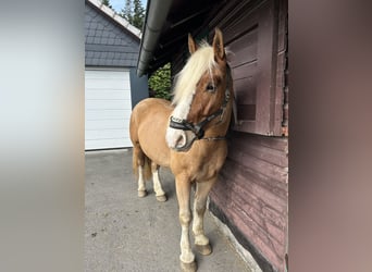 Meer koudbloeden Mix, Ruin, 5 Jaar, 155 cm, Falbe