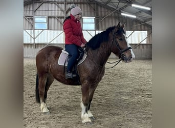 Meer koudbloeden Mix, Ruin, 5 Jaar, 156 cm, Bruin
