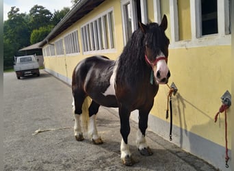 Meer koudbloeden, Ruin, 5 Jaar, 158 cm, Gevlekt-paard