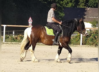 Meer koudbloeden, Ruin, 5 Jaar, 158 cm, Gevlekt-paard