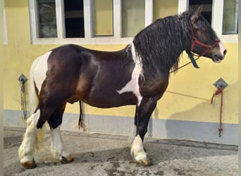 Meer koudbloeden, Ruin, 5 Jaar, 158 cm, Gevlekt-paard