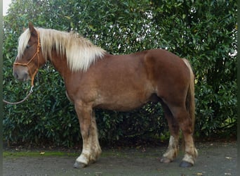 Meer koudbloeden, Ruin, 5 Jaar, 158 cm, Vos