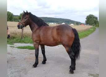Meer koudbloeden, Ruin, 5 Jaar, 160 cm, Bruin
