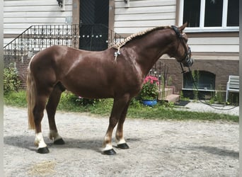 Meer koudbloeden, Ruin, 5 Jaar, 161 cm, Donkere-vos