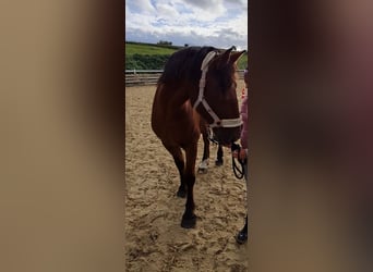 Meer koudbloeden Mix, Ruin, 5 Jaar, 163 cm, Brauner