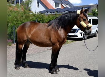 Meer koudbloeden Mix, Ruin, 6 Jaar, 157 cm, Bruin