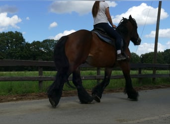 Meer koudbloeden, Ruin, 6 Jaar, 163 cm, Bruin