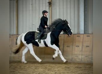 Meer koudbloeden, Ruin, 8 Jaar, 165 cm, Gevlekt-paard