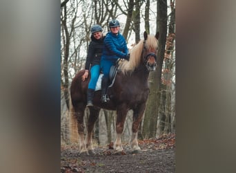 Meer koudbloeden, Ruin, 8 Jaar, 170 cm, Vos