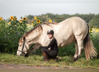 Meer koudbloeden, Ruin, 9 Jaar, 160 cm, Buckskin