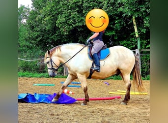 Meer koudbloeden, Ruin, 9 Jaar, 160 cm, Buckskin
