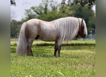 Meer ponys/kleine paarden, Hengst, 11 Jaar, 84 cm, Roan-Red