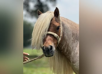 Meer ponys/kleine paarden, Hengst, 11 Jaar, 84 cm, Roan-Red