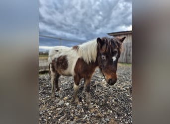 Meer ponys/kleine paarden, Hengst, 1 Jaar, 95 cm