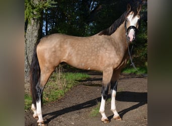 Meer ponys/kleine paarden, Hengst, 2 Jaar, 150 cm, Falbe