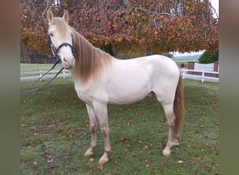 Meer ponys/kleine paarden, Hengst, 6 Jaar, 155 cm, Perlino