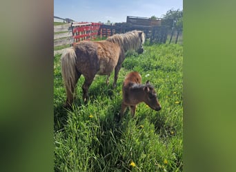 Meer ponys/kleine paarden, Hengst, veulen (04/2024), 110 cm, Brauner