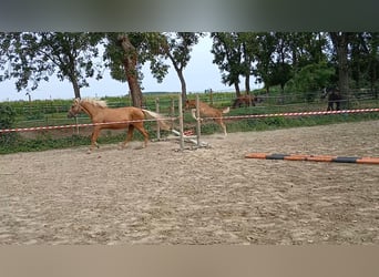 Meer ponys/kleine paarden, Hengst, veulen (06/2024), 145 cm, Donkere-vos