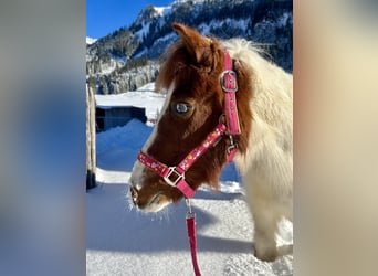 Meer ponys/kleine paarden, Merrie, 10 Jaar, 105 cm, Gevlekt-paard