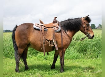 Meer ponys/kleine paarden, Merrie, 10 Jaar, 119 cm, Roodbruin
