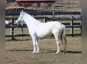 Meer ponys/kleine paarden, Merrie, 10 Jaar, 122 cm, Schimmel