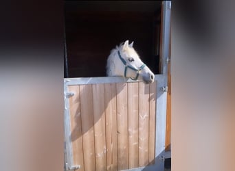 Meer ponys/kleine paarden, Merrie, 10 Jaar, 122 cm, Schimmel