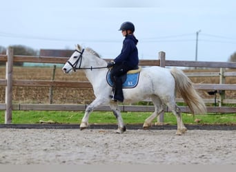 Meer ponys/kleine paarden, Merrie, 10 Jaar, 127 cm, Wit