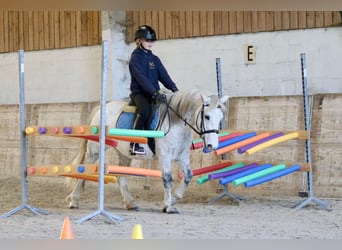 Meer ponys/kleine paarden, Merrie, 10 Jaar, 127 cm, Wit