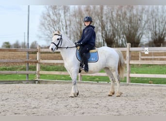 Meer ponys/kleine paarden, Merrie, 10 Jaar, 127 cm, Wit