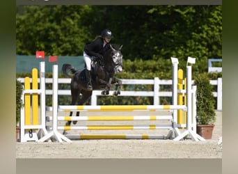 Meer ponys/kleine paarden, Merrie, 10 Jaar, 130 cm, Brown Falb schimmel