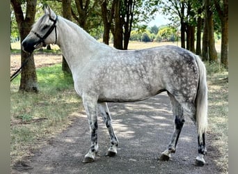 Meer ponys/kleine paarden, Merrie, 10 Jaar, 138 cm, Appelschimmel