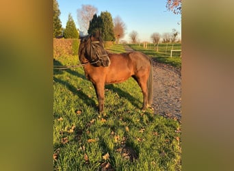 Meer ponys/kleine paarden, Merrie, 10 Jaar, 140 cm, Donkerbruin