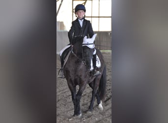 Meer ponys/kleine paarden, Merrie, 10 Jaar, 140 cm, Donkerbruin