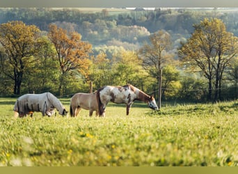Meer ponys/kleine paarden, Merrie, 10 Jaar, 142 cm, Gevlekt-paard