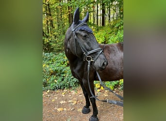 Meer ponys/kleine paarden, Merrie, 10 Jaar, 148 cm, Zwart