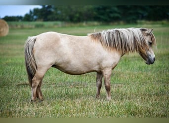 Meer ponys/kleine paarden, Merrie, 10 Jaar, 86 cm, Buckskin