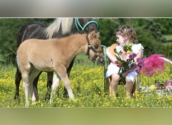 Meer ponys/kleine paarden, Merrie, 10 Jaar, 91 cm, Falbe