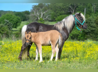 Meer ponys/kleine paarden, Merrie, 10 Jaar, 91 cm, Falbe